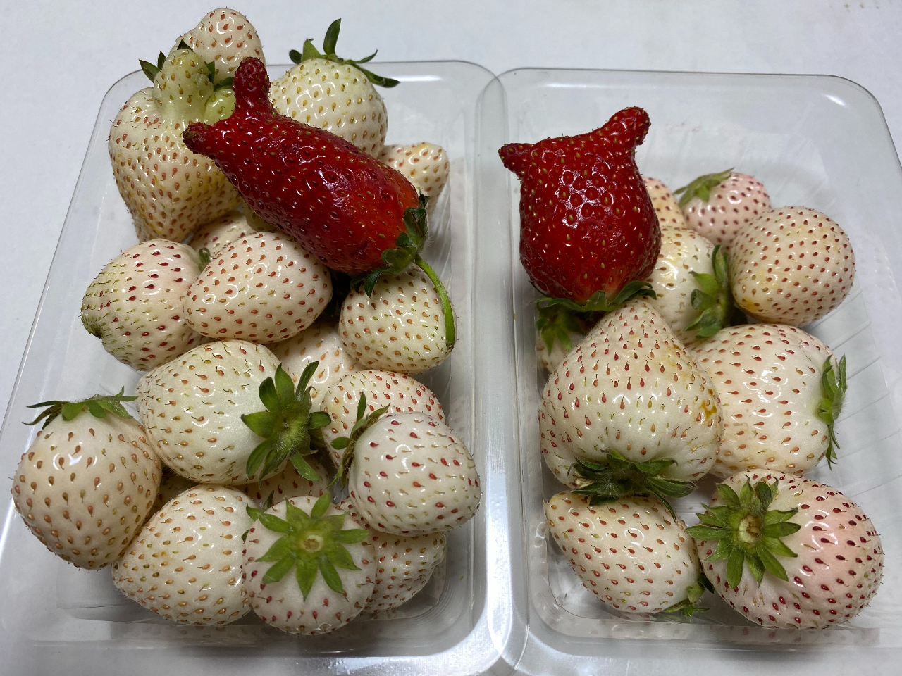 船橋市 いちご狩り コロナ対策実施中 じゃらんからの予約で40分食べ放題 アンデルセン公園まで車で約10分 無農薬栽培なので安心 ファミリーにおすすめ 丘の上の いちご園 じゃらん遊び体験