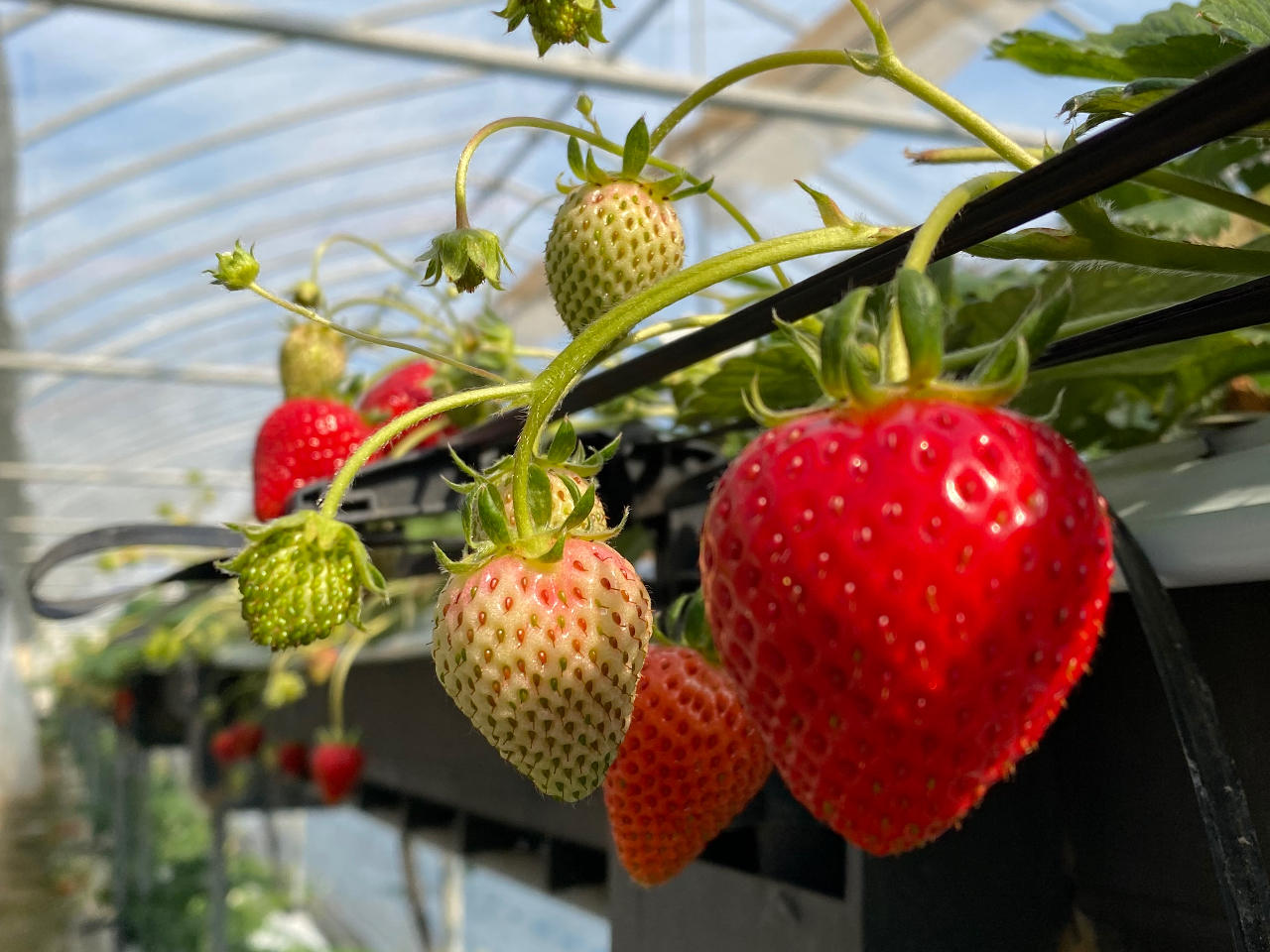 【船橋市・いちご狩り】~丘の上のいちご園~ 高設栽培で楽々いちご狩り♪【じゃらん...