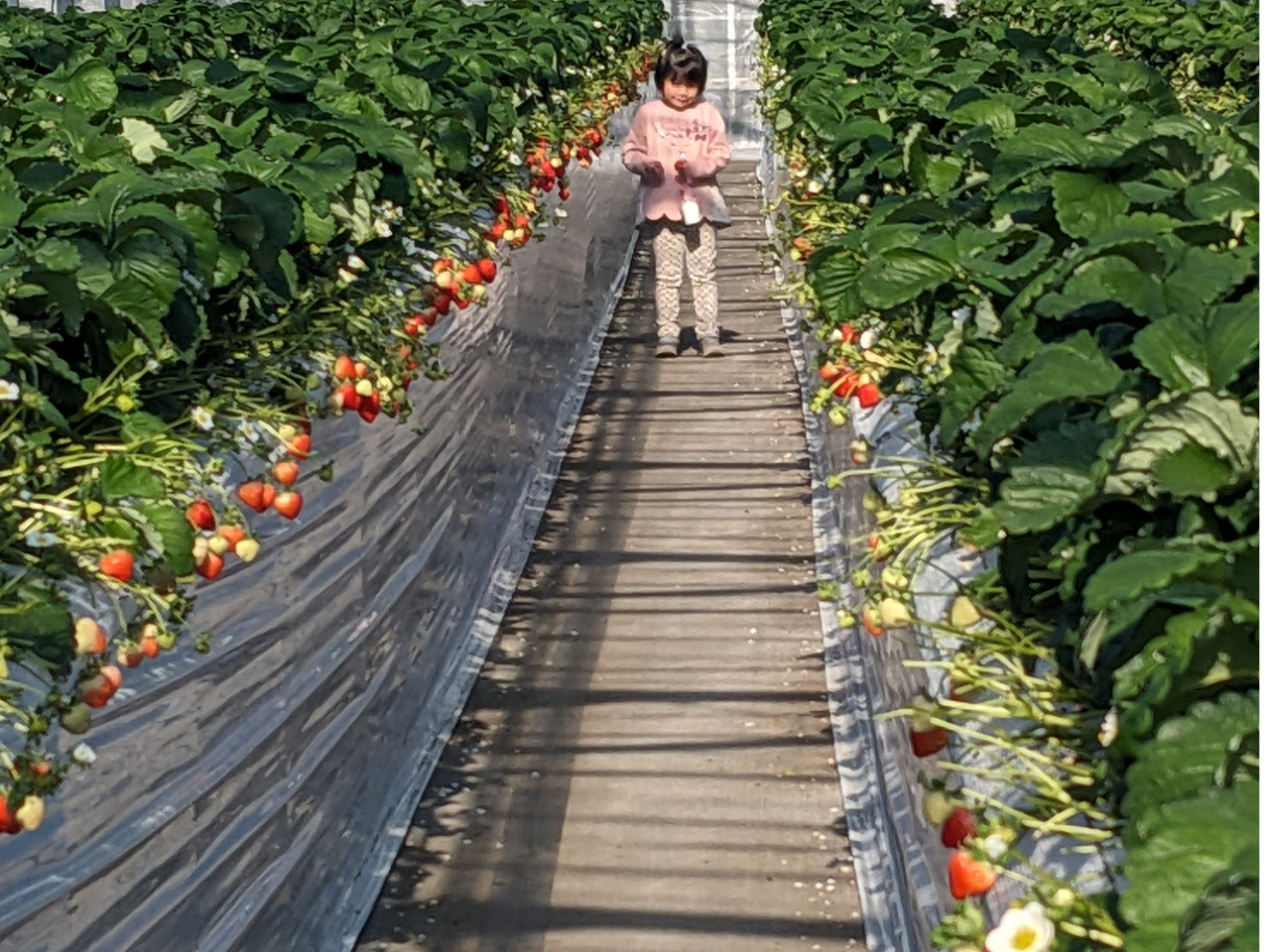 SnEXݍ͔|𓱓Ă܂B̂nEXłB