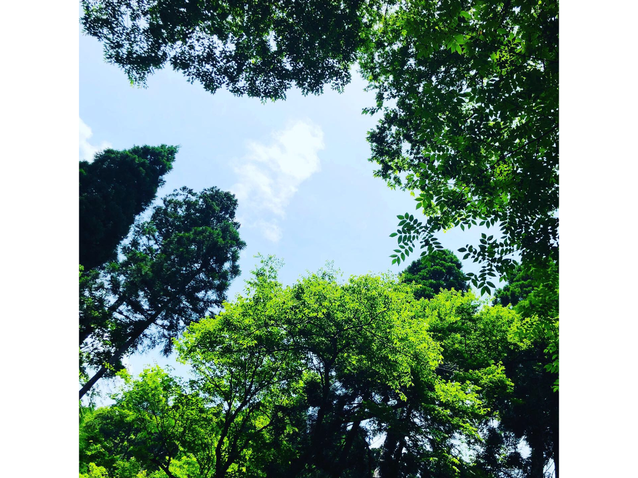 E΂̖؁XBQ΂ƁA삪ς܂B