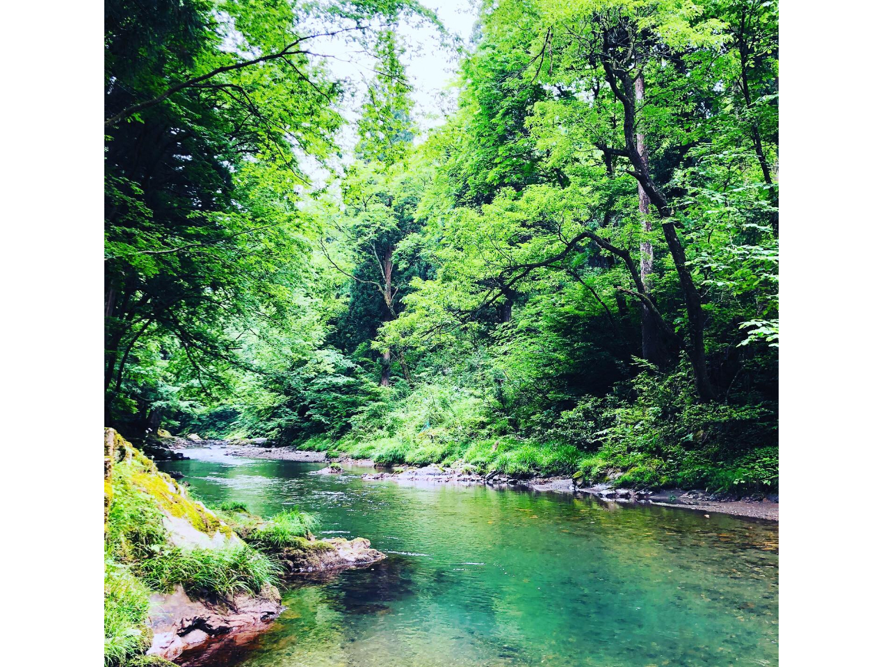 渓流の流れるそよ風・水の流れる音・鳥のさえづり・山菜野草の香りなど、五感で遊歩道の景色を楽しみます。