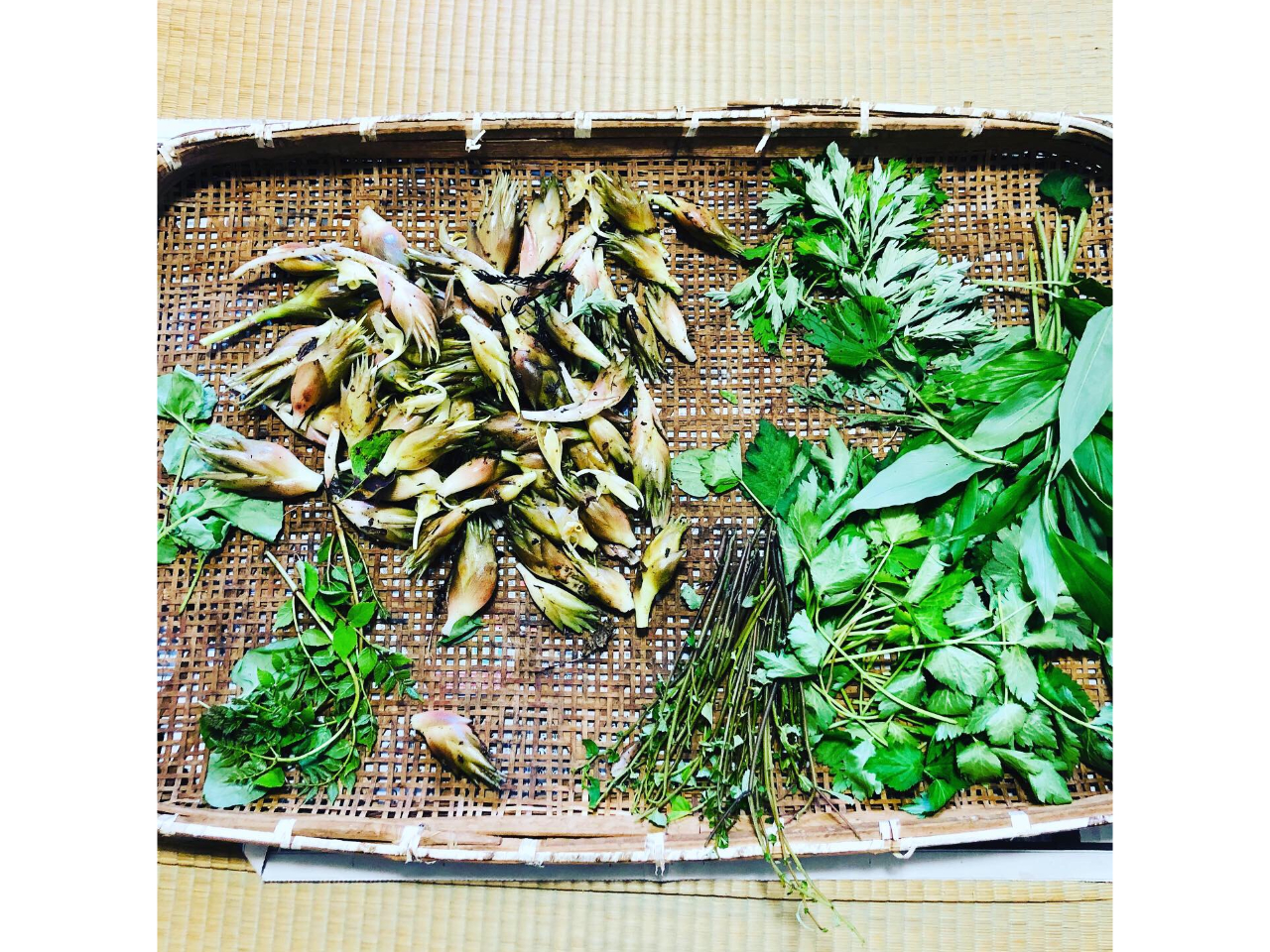 G߂ɂāA̎łRؖ쑐͈Ⴂ܂B̎ʐ^ɂ́A~EKE Eo~iԂjEOtȂǂfĂ܂BHׂR쑐́A⍇