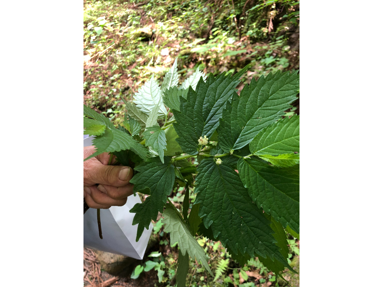 7`9B̐ÁAԂiEo~jƂ܂BtςĤׂł͂ȂAsHׂ܂BVLVLĂāASCAԐlCłB