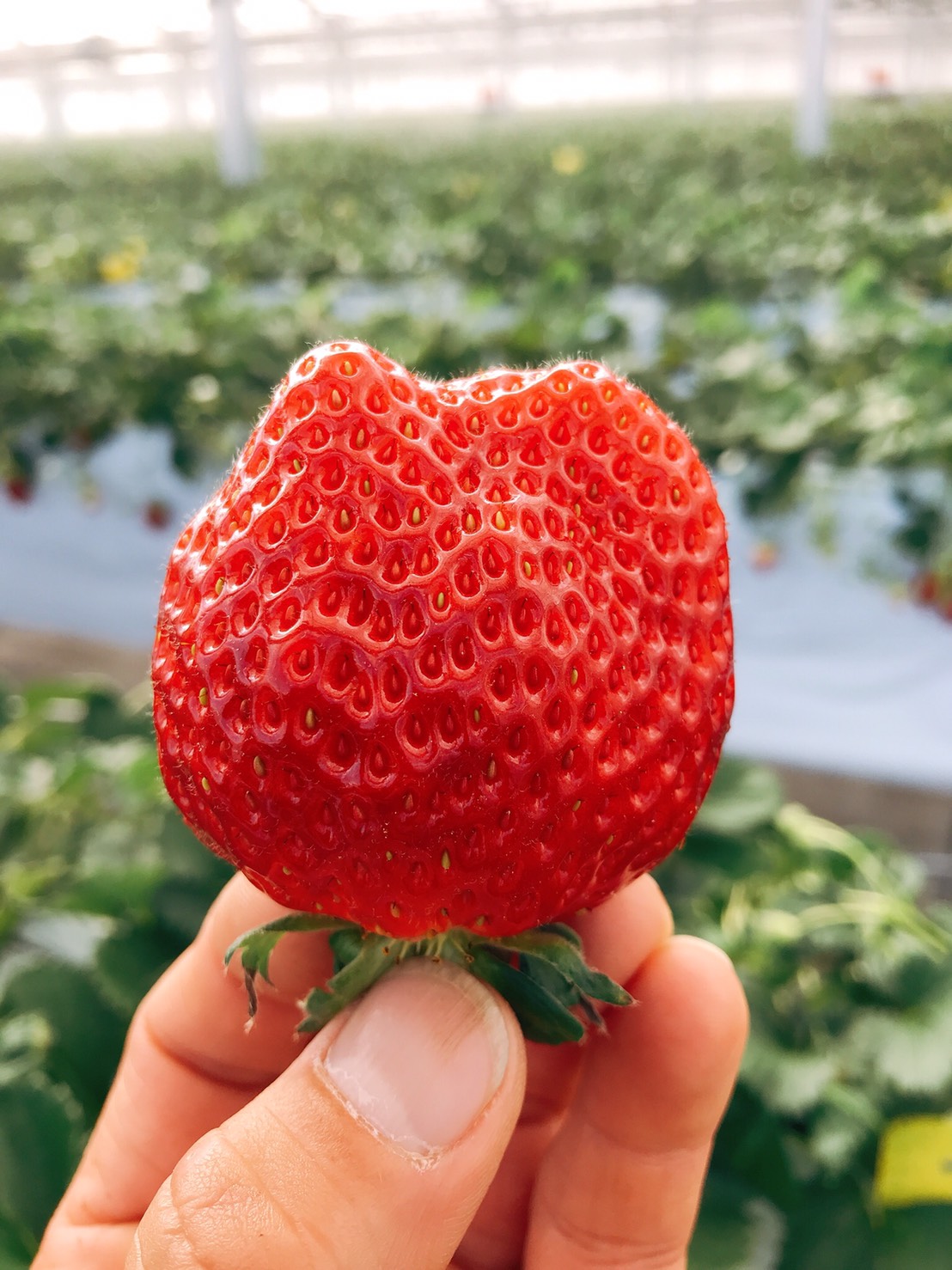 【2026年 1月上旬~5月末まで】お子様連れ大歓迎!いちご大福も作れる♪とちお...