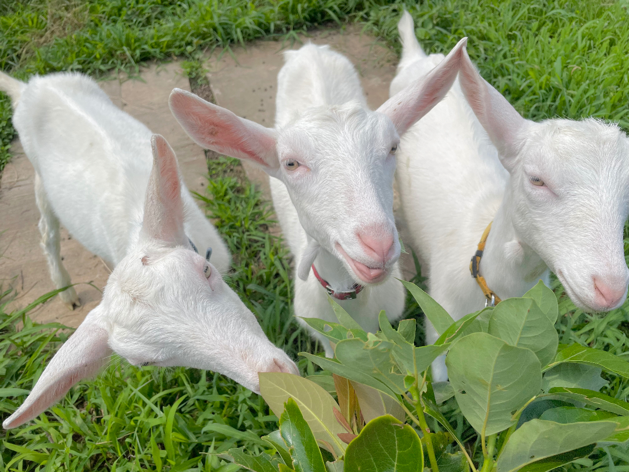 nEXɃM̂ŁAłɃMɂӂꂠ܂