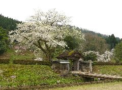 朝倉氏遺跡唐門