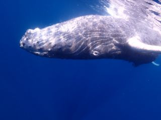 冬にしか出会えない体調10Mを超えるザトウクジラに会いに行きましょう。