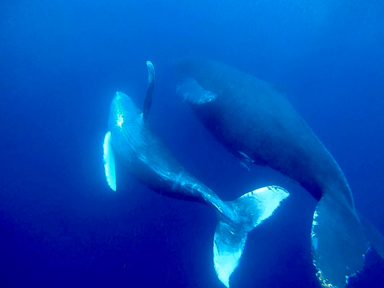 eqŐ[[CYp͂̎̓ʂő傫Ȋ