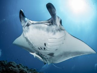 ケラマンタに会いに行こう♪