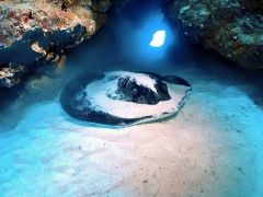 砂地ではフライパン探し♪( マダラエイ )