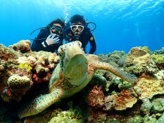 海のアイドルアオウミガメ