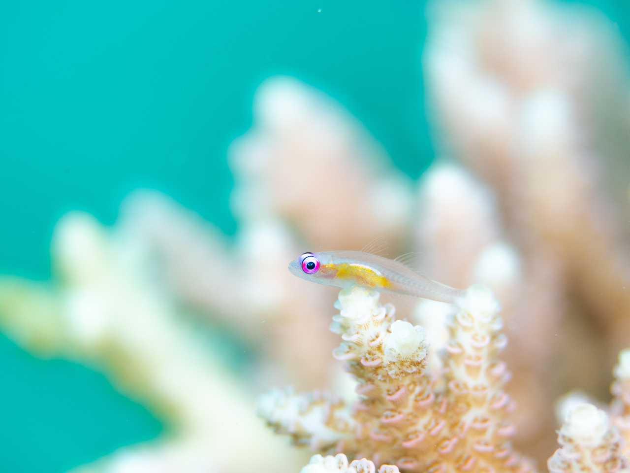 X̒`Ă݂Ăˁ􉽂邩ȁIH