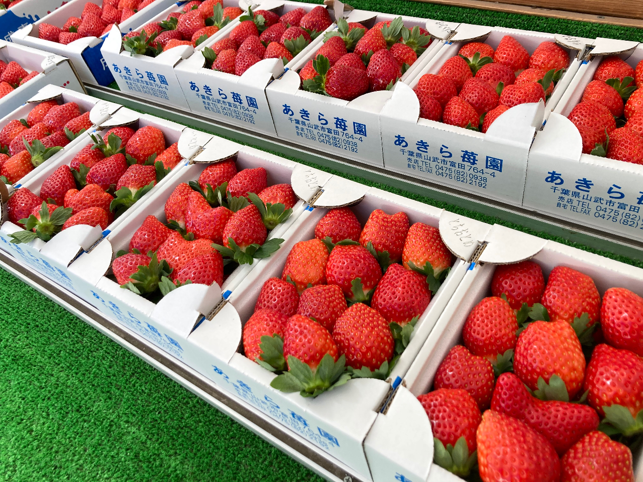 1/2～2/28＞60分間食べ放題♪全棟、体も楽な高設栽培♪楽な姿勢で