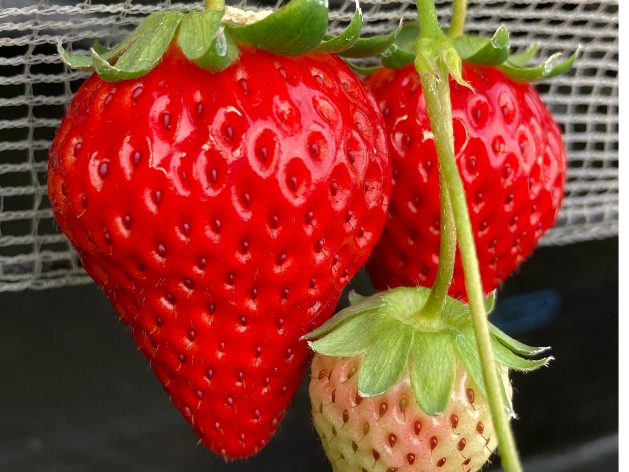 �P���W���[�V�[�Ȃ�����������