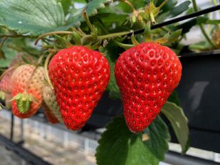 甘くておいしいイチゴにこだわっています♪♪