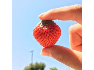 おいしいいちごをたくさんお召し上がりくださいね♪