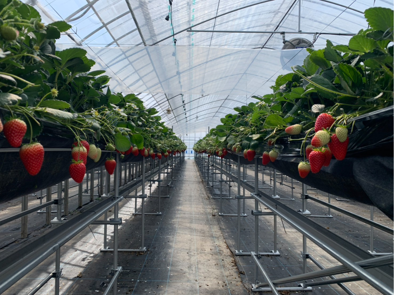 n₷݁iʒujł͔̍|ł