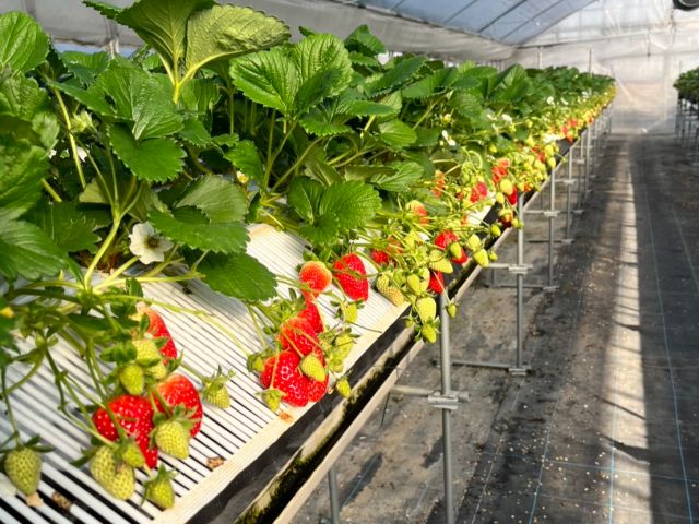 いちごがたくさんなっています♪