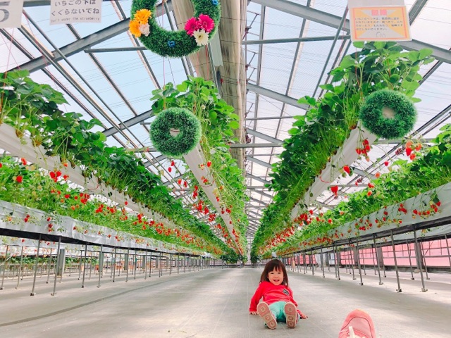 【4+α品種・じゃらん限定50分食べ放題!いちご狩り】きれいなハウスでゆったり、...