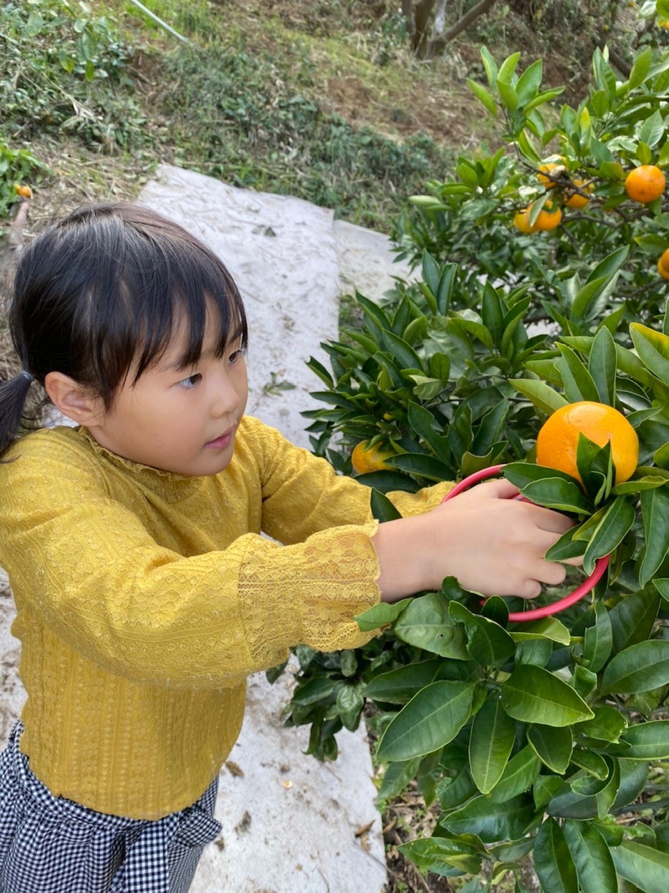 【2026年開催予定!】宇佐美駅徒歩10分・亀石峠IC車15分◆甘夏狩り☆時間無...
