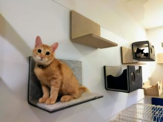 ふれあいルームでは20匹〜の猫が自由に遊んでいます