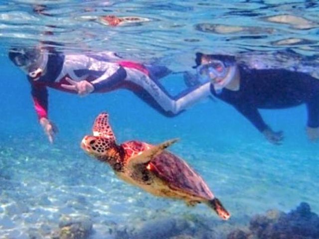 ウミガメと上手に泳ぐには、大きな音をたてずに横から優しく近付いてみよう!