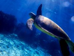 ウミガメは繊細なので、触れたり追いかけ回したりしやいように、近くでそっと姿を見せてもらいましょう♪