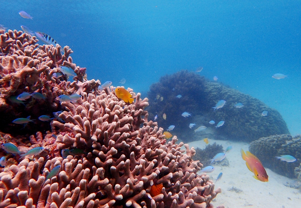 Xɂ͉QĂ܂ITȂAĉˁ