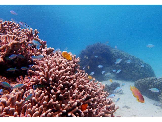 珊瑚には可愛い魚たちが群がっています!探検しながら、見つけて下さいね♪