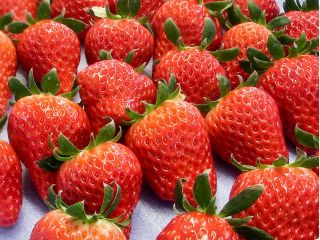 真っ赤に完熟した紅ほっぺを食べ放題