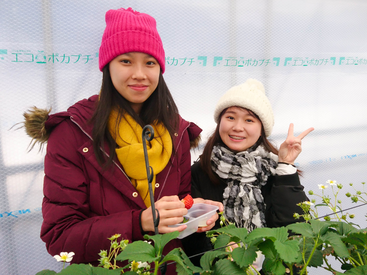 一番美味しい一粒を探しながら楽しみましょう!