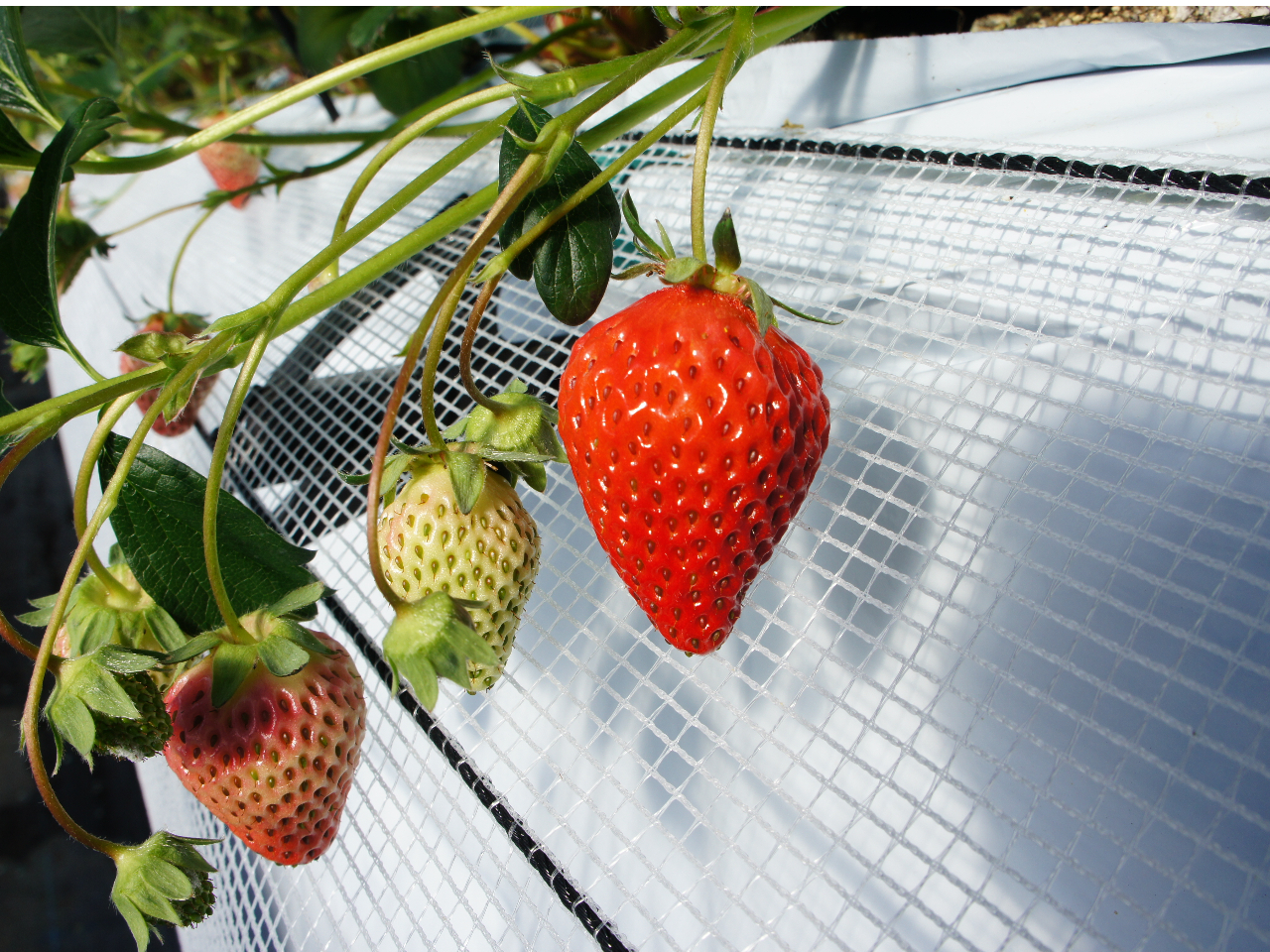 網のクッションで優しくいちごをキャッチするので傷つきません