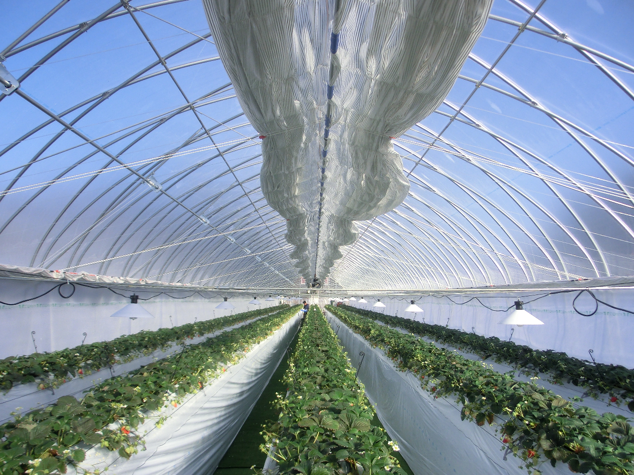 広々としたビニールハウス
