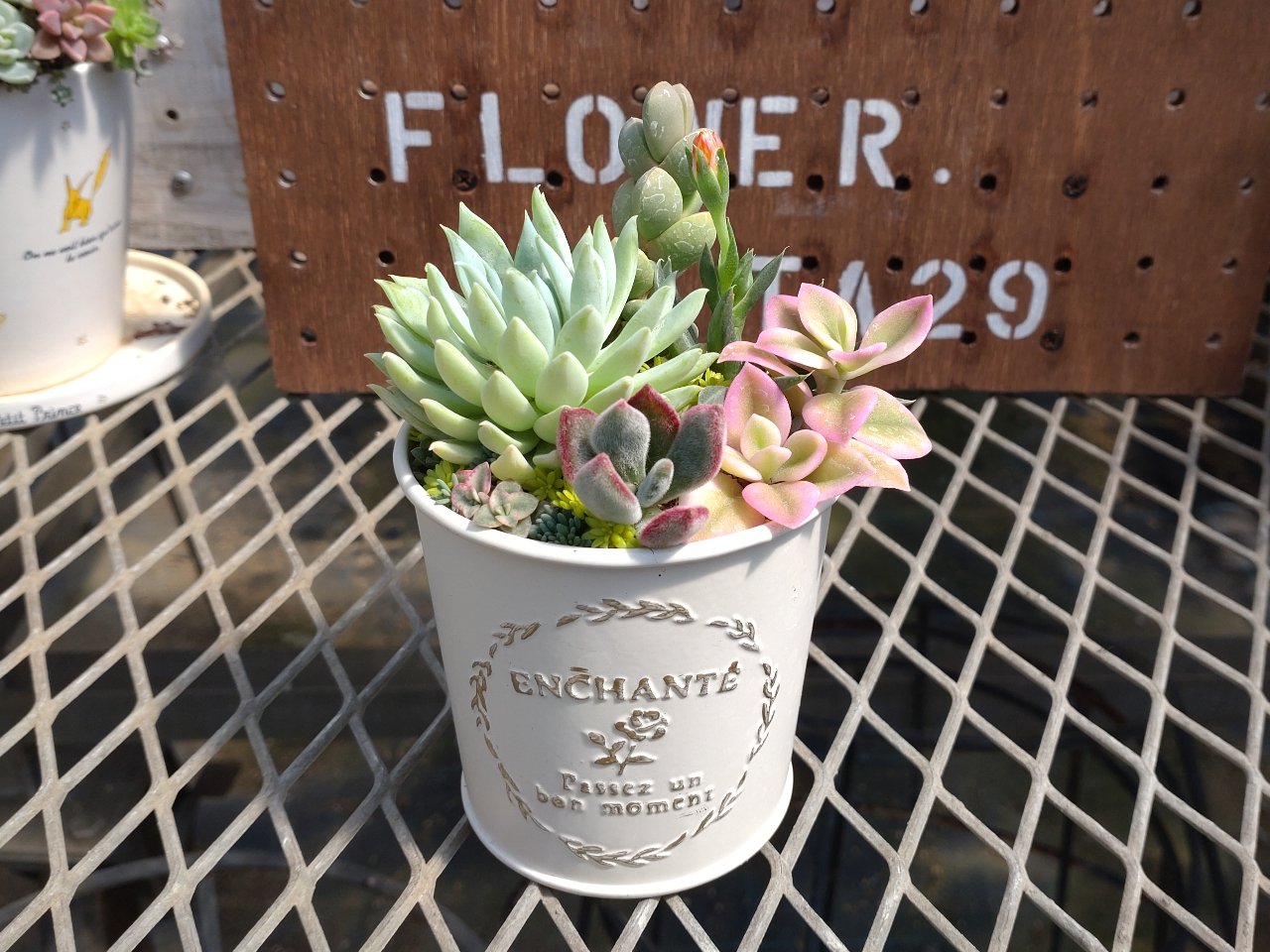 羽生×多肉植物】初めての多肉植物 寄せ植え体験 ☆ ＜初心者さんに