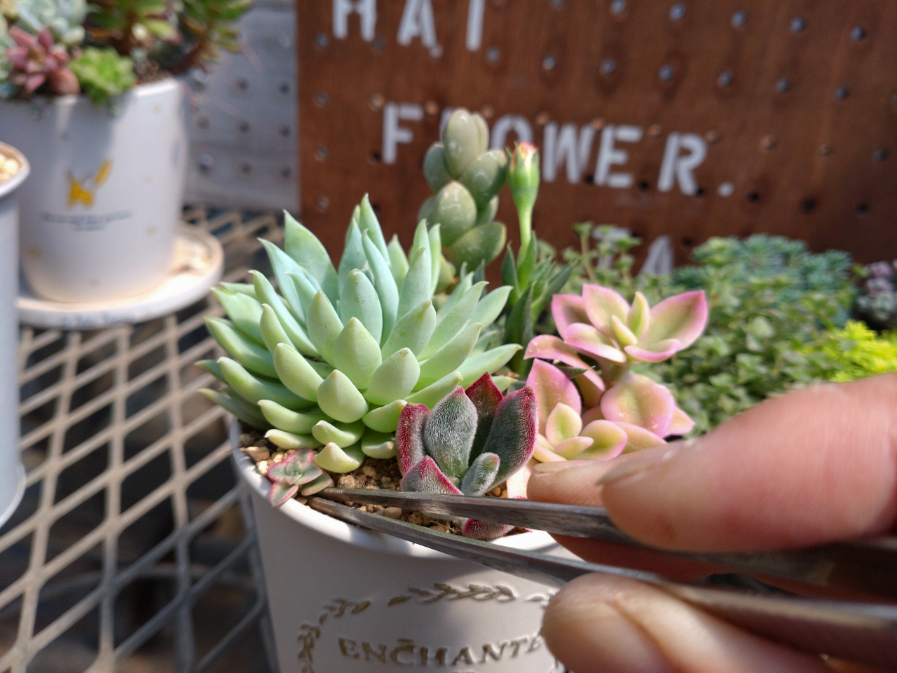 羽生×多肉植物】初めての多肉植物 寄せ植え体験 ☆ ＜初心者さん