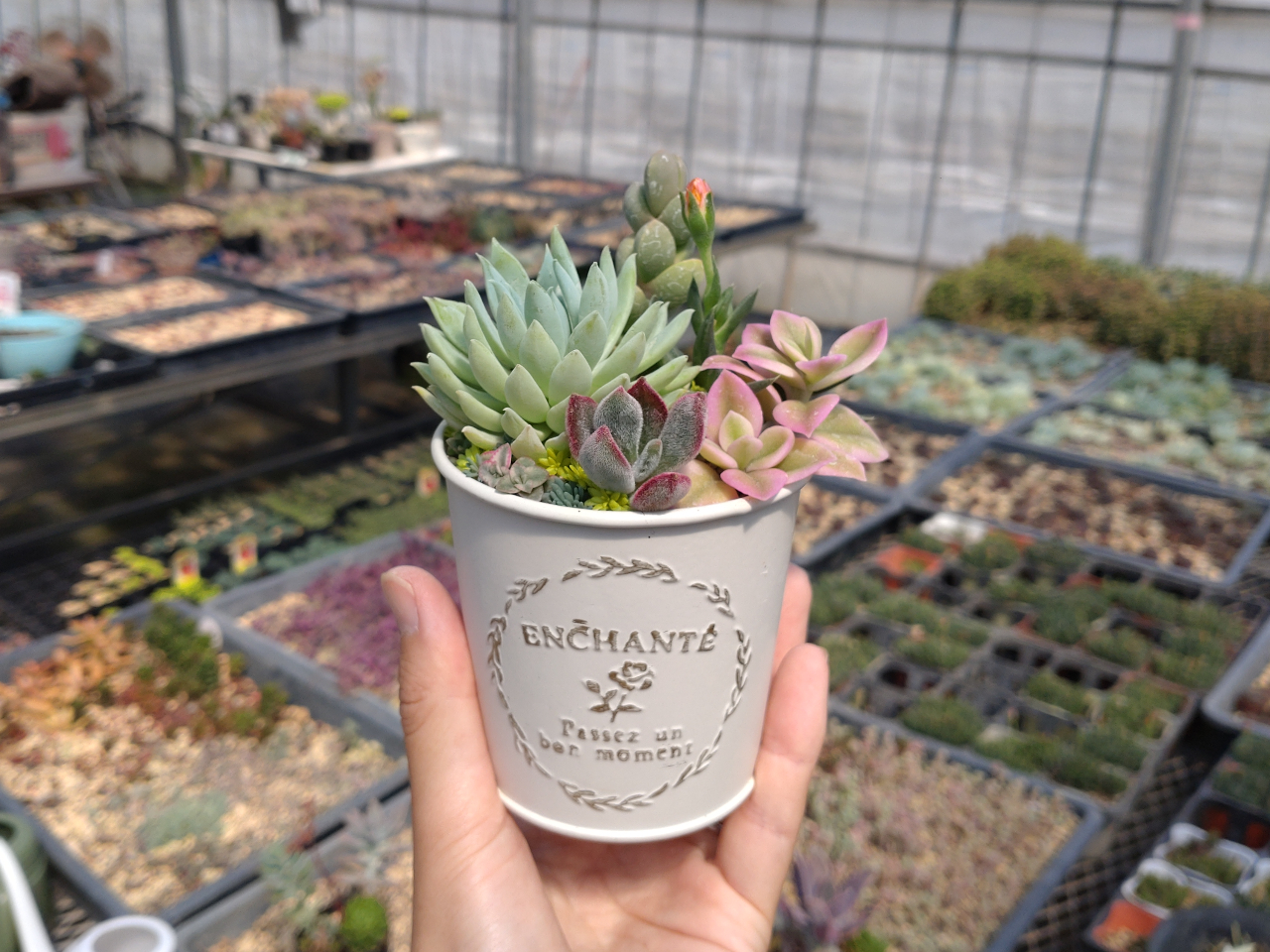 羽生×多肉植物】初めての多肉植物 寄せ植え体験 ☆ ＜初心者さん