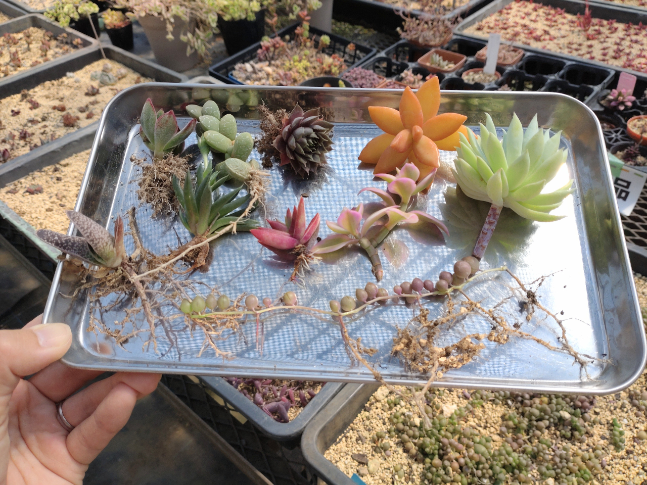 羽生×多肉植物】少し大きめに挑戦♪多肉植物 寄せ植え体験 ☆ ＜初心者