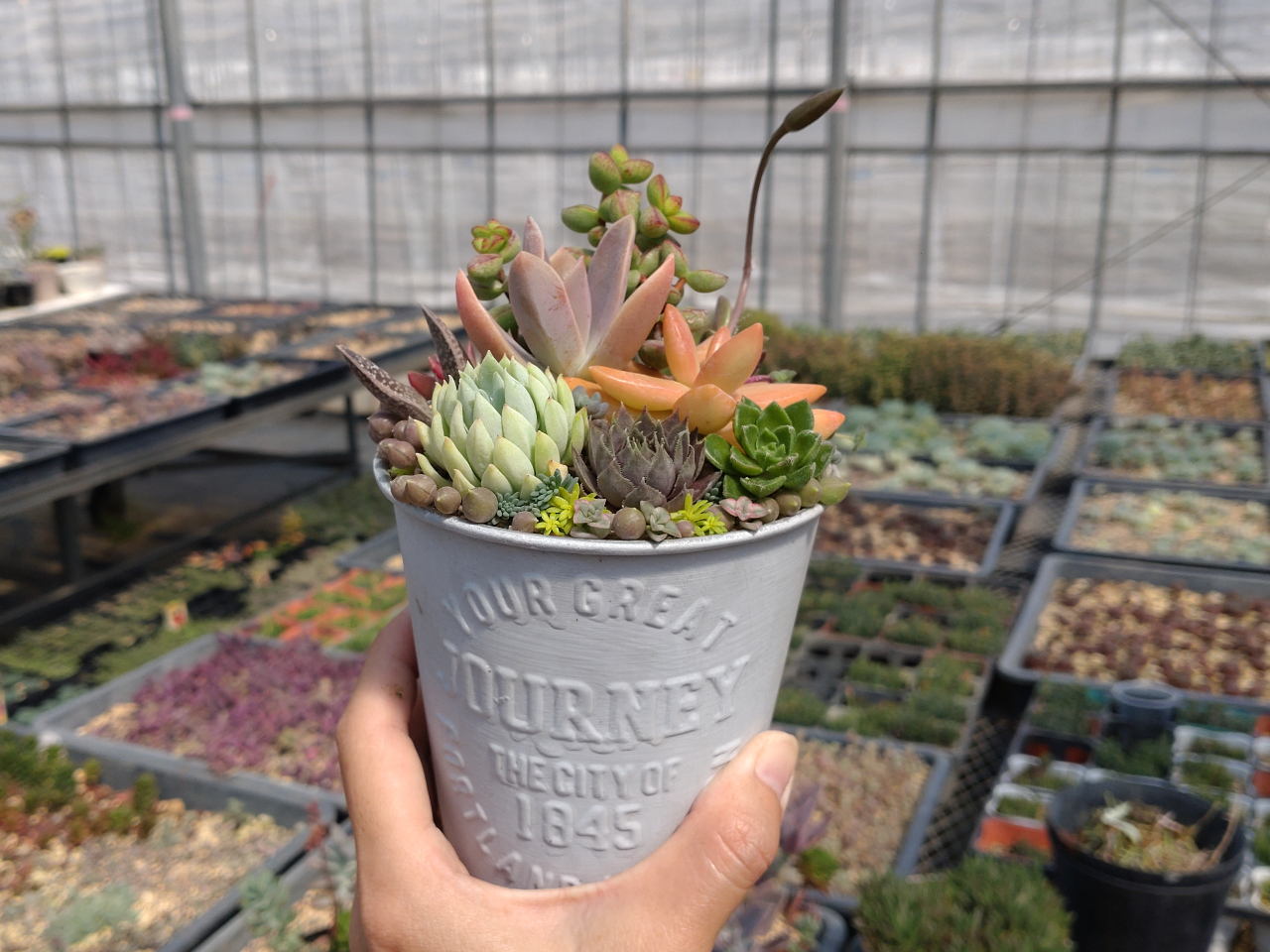 多肉植物　寄せ植え　（男前バージョン） 多肉植物の寄せ植え Table-S | 観葉植物の通販 AND PLANTS
