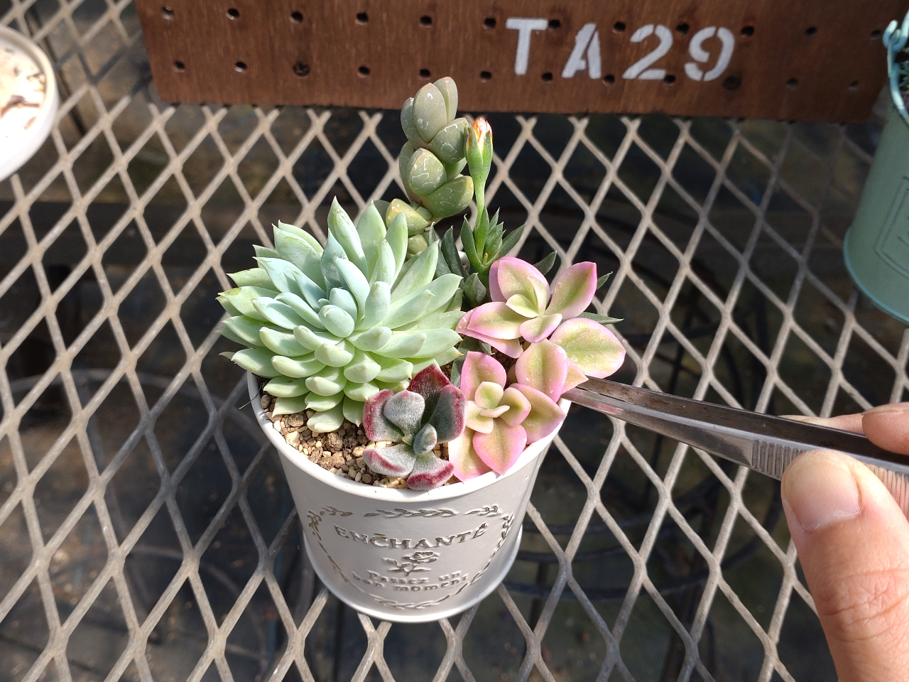 羽生×お正月多肉植物】デカベリアを使ってお正月の多肉寄せ植えを作っ