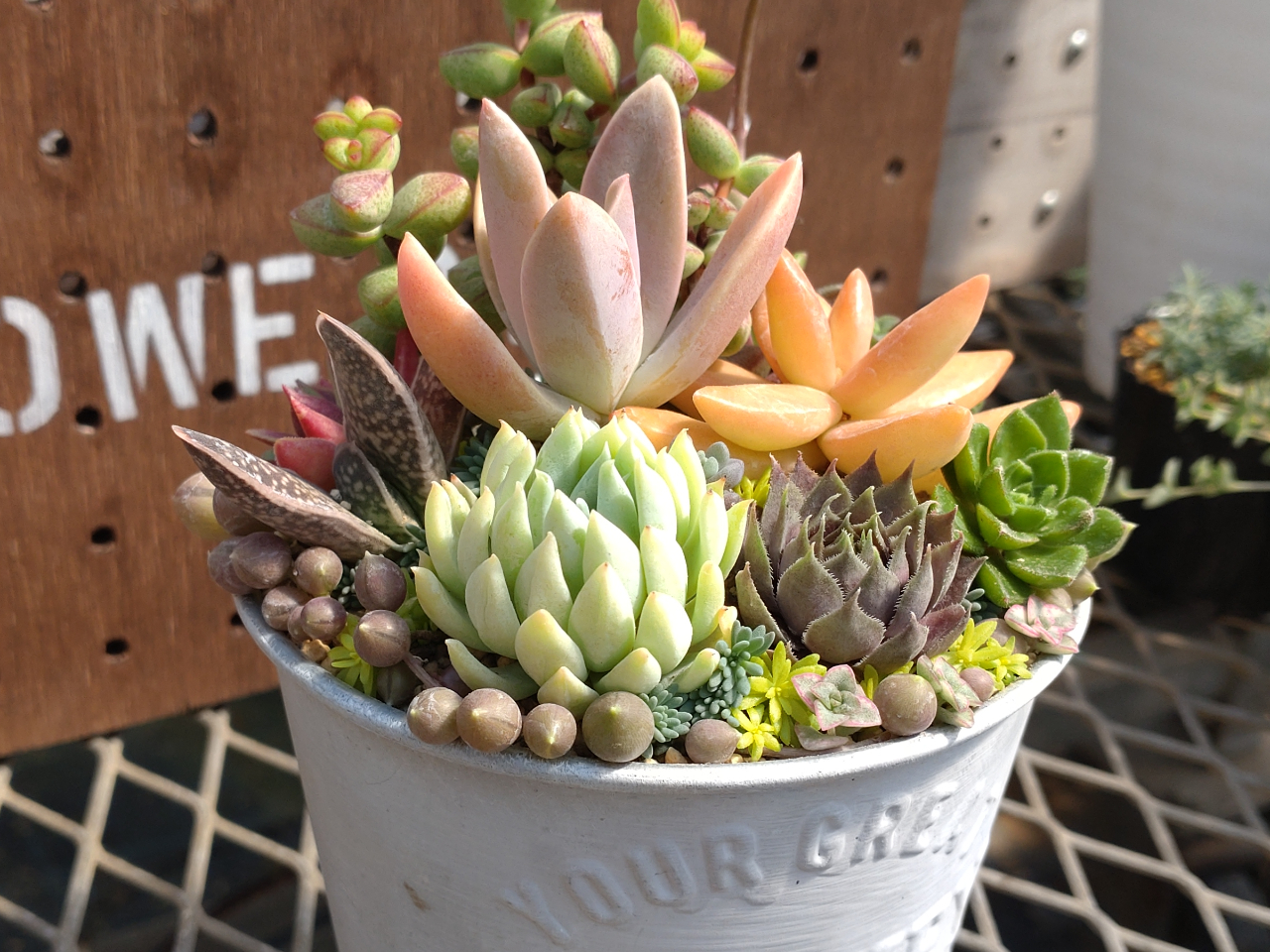 羽生×お正月多肉植物】デカベリアを使ってお正月の多肉寄せ植えを作っ