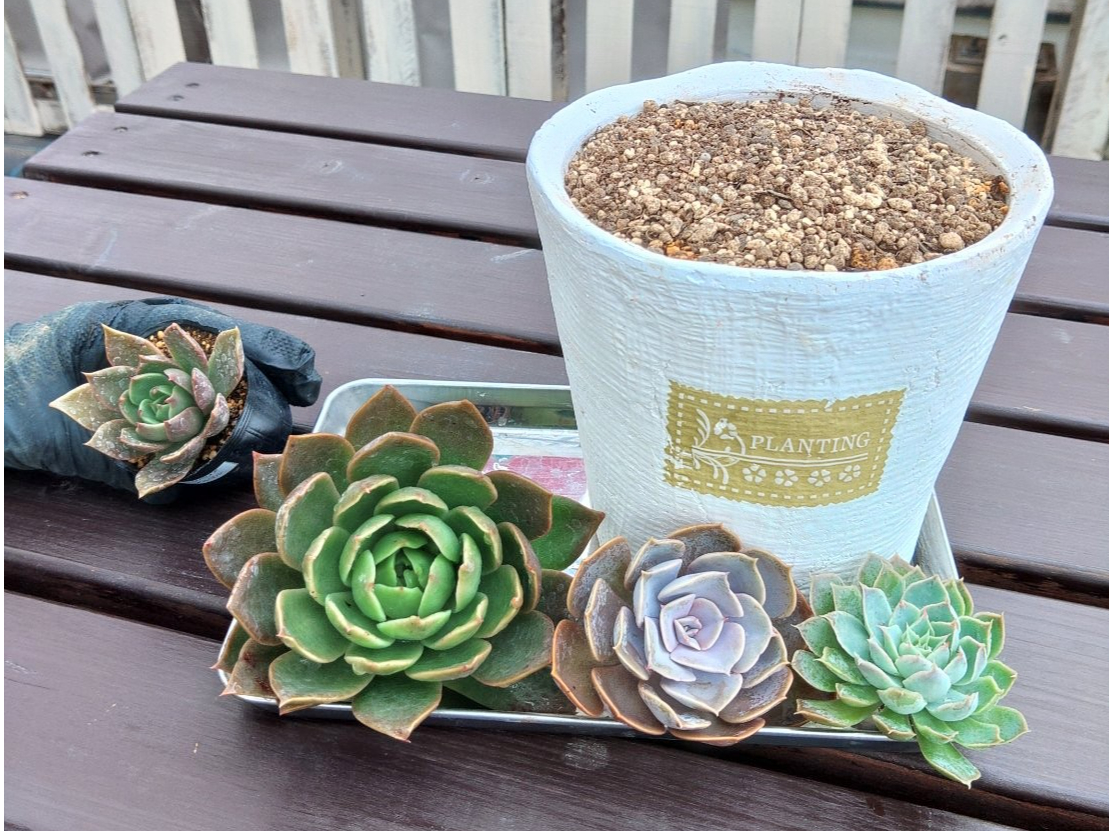 羽生×お正月多肉植物】デカベリアを使ってお正月の多肉寄せ植えを作っ
