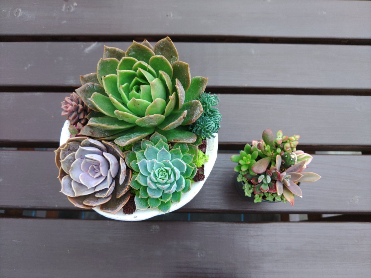 羽生×お正月多肉植物】デカベリアを使ってお正月の多肉寄せ植えを作っ