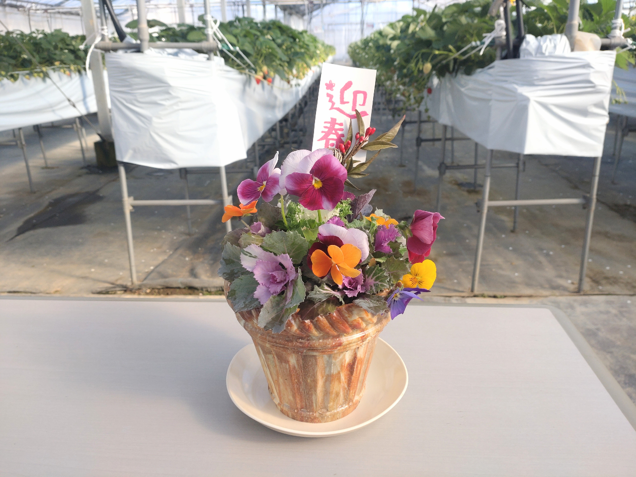 冬休み限定！花の寄せ植え】葉牡丹＆ビオラのプラグ苗でお正月の寄せ