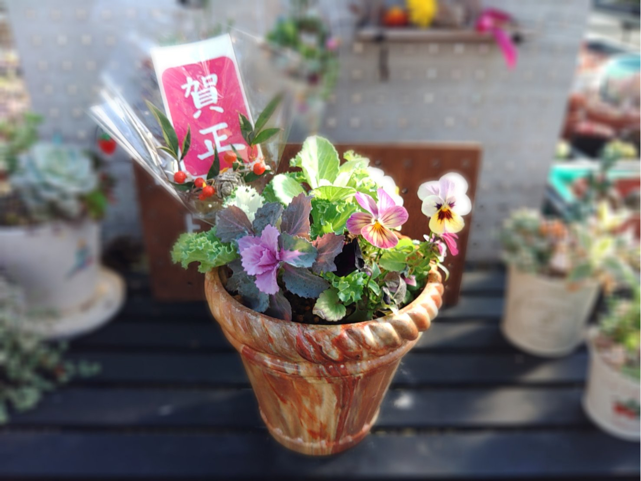 ☆sweetbasket☆季節のお花☆葉牡丹とシクラメンの寄せ植え☆ 葉牡丹とガーデンシクラメン 寄せ植え 7鉢 2023.12〜｜そだレポ