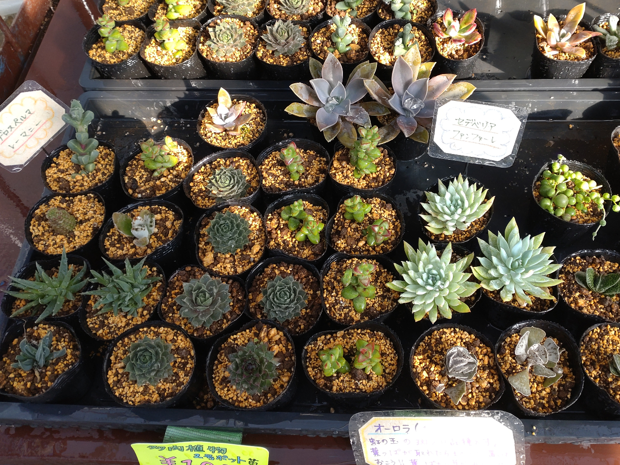 色んな種類の多肉をご用意しています!この中からお選びいただけます。初心者さんに育てやすい普及種が中心です。プチプライスのチビ苗がたくさんあります。