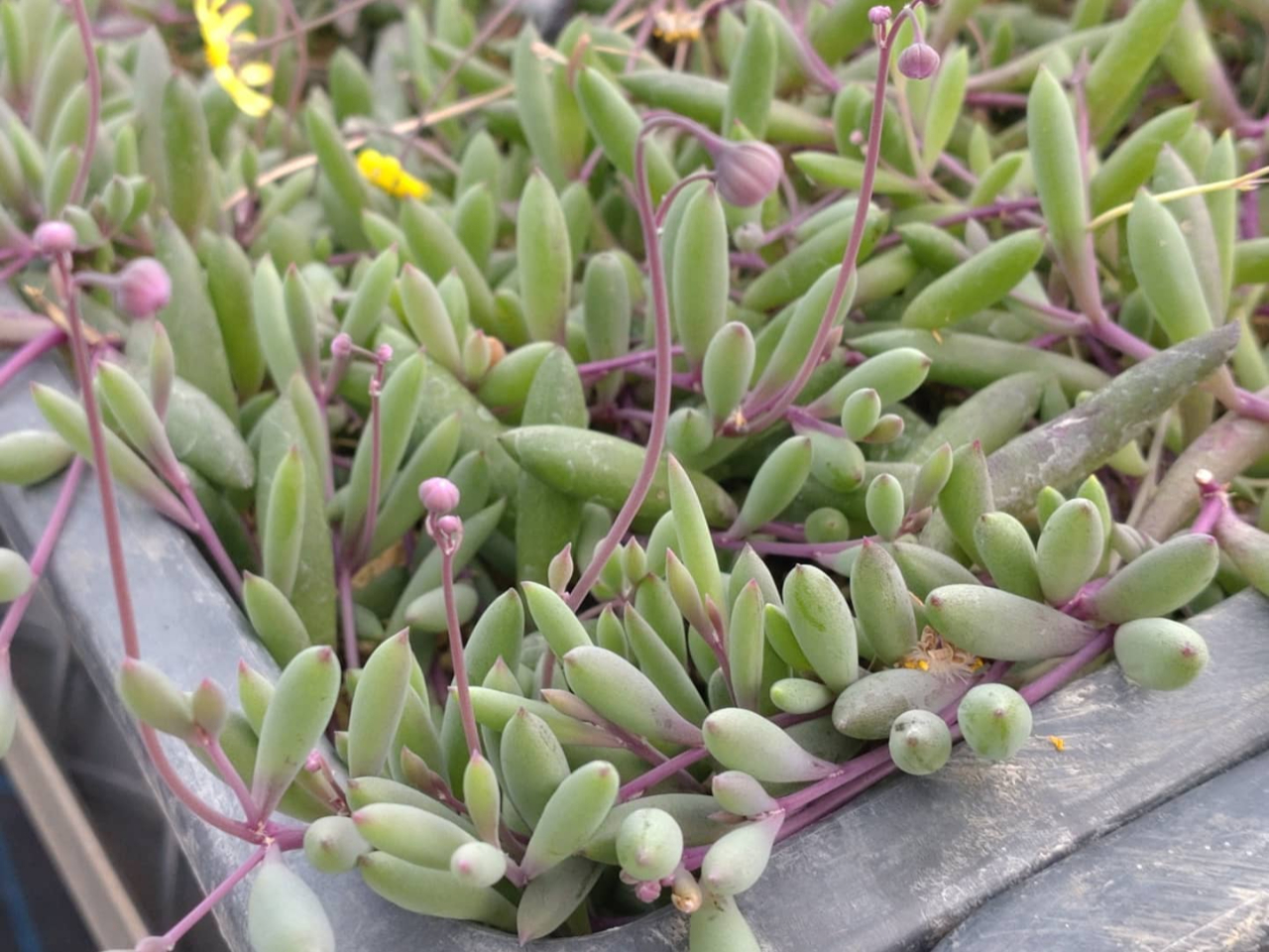 AɐlC̃r[lbNXB񗁂тƎFɍgtB