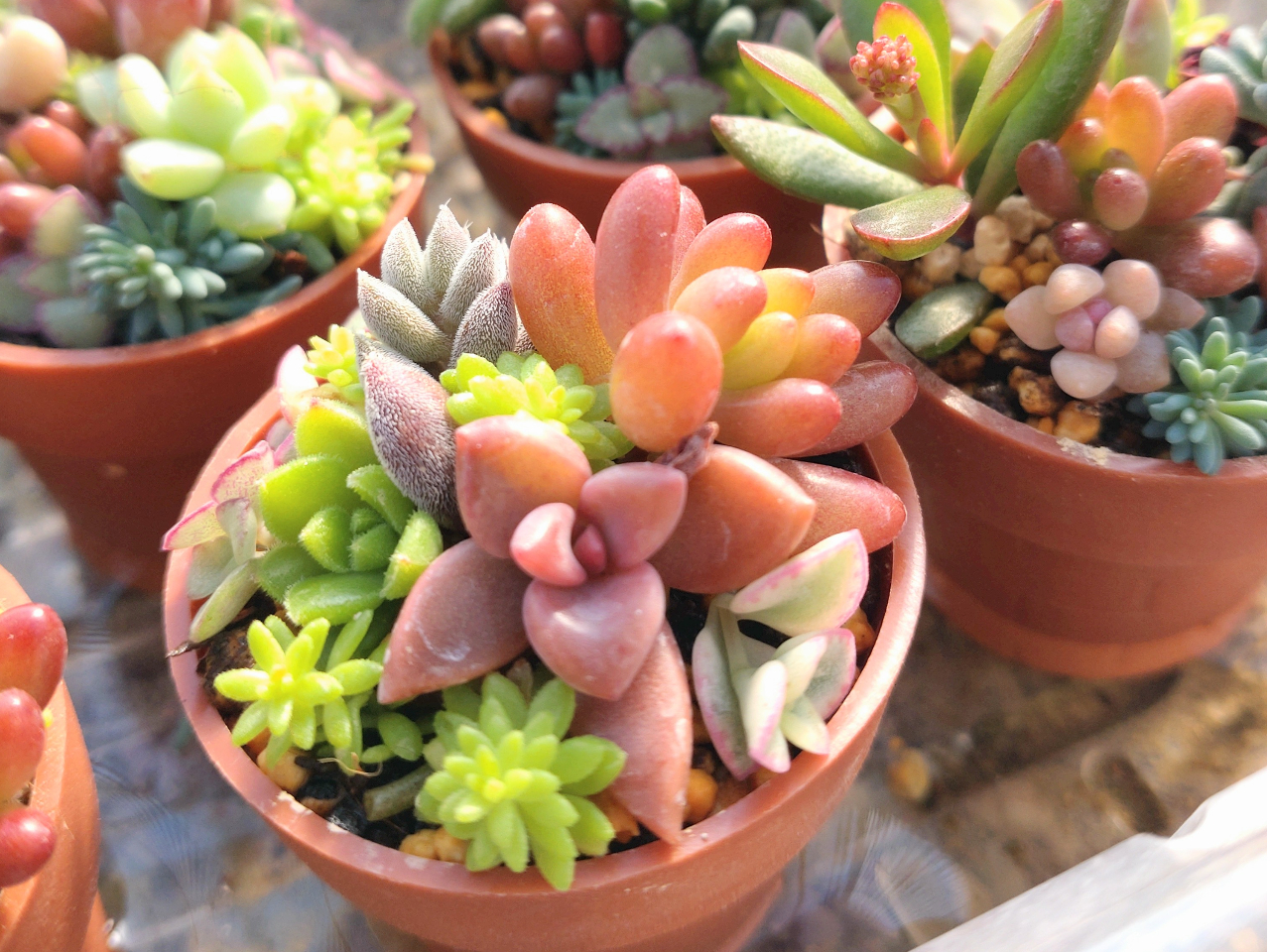 密かな人気商品・ミニミニ寄せ植え♪1寸のかわいいサイズです。1つ1つデザインが違うのでお気に入りを見つけてください。