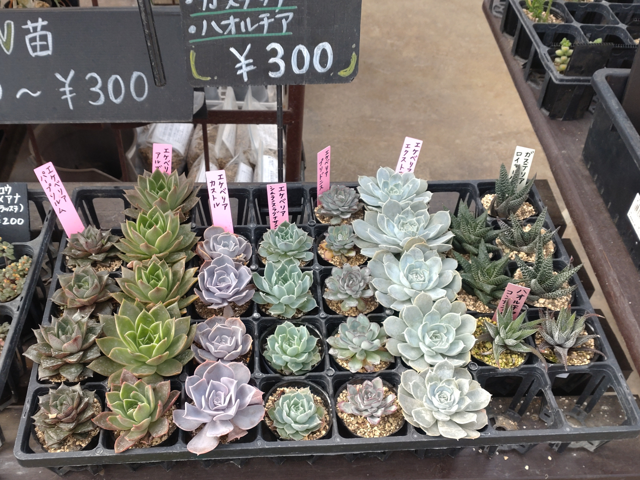 500円、300円、200円コーナーもあるのでお好みの大きさの苗を楽しく選んでください!現地で追加も可能ですよ。
