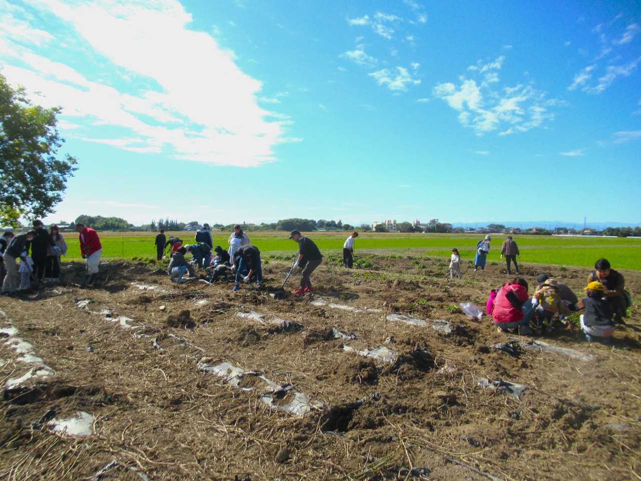 秋といえばサツマイモ堀。みんなで楽しんでください。今年は袋に詰め放題にさせていただきました。(2023年10月の様子)