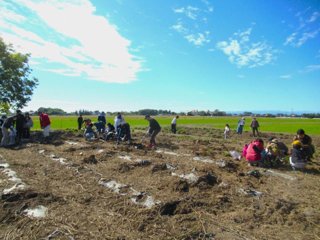 秋といえばサツマイモ堀。みんなで楽しんでください。今年は袋に詰め放題にさせていただきました。(2023年10月の様子)